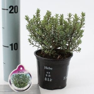 Hebe pimeleoides
(12 Plants/Order)(10.5cmP 10cmH)