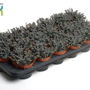 Kalanchoe tubiflora Kalanchoë Tubiflora
(18 Plants/Order)(8.5cmP 15cmH)