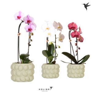 Phalaenopsis Elegant Cascade Kolibri Orchids Cascade Niagara Fall mix 1 spike in Citrus Pot green
(3 Plants/Order)(12cmP 50cmH)