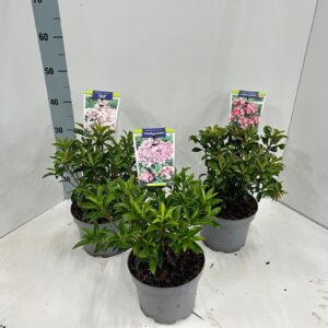 Kalmia latifolia Kalmia latifolia mix (minimum order one layer)
(1 Plants/Order)(21cmP 40cmH)