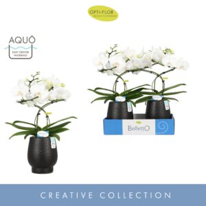 Phalaenopsis white more Ripsen Balletto Wing 2 spike in Abruzzo Black Aquo
(4 Plants/Order)(12cmP 40cmH)
