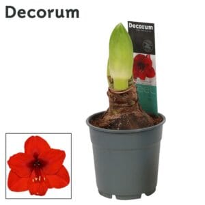 Hippeastrum Amaryllis Royal Red 2 bud Extra OP
(10 Plants/Order)(12cmP 25cmH)