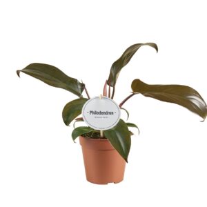 Philodendron Philodendron Florida Bronze
(10 Plants/Order)(12cmP 30cmH)