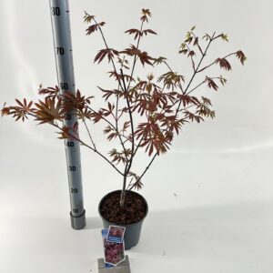 Acer palmatum Trompenburg Acer pal. 'Trompenburg'
(3 Plants/Order)(19cmP 50cmH)