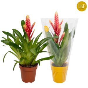 Vriesea Madonna Vriesea Madonna pink (Met Hoes)
(6 Plants/Order)(12cmP 45cmH)