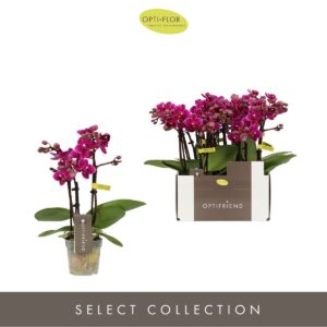 Phalaenopsis Multifloratypes other Optifriend Emma 3 spike
(8 Plants/Order)(7cmP 25cmH)