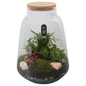 Arrangementen PTTER8137 Arrangement terrarium in glazen terrarium
(2 Plants/Order)(26cmP 36cmH)