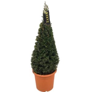 Taxus baccata Taxus baccata Pyramiden p24 (th) 70-+ ©
(1 Plants/Order)(24cmP 67cmH)