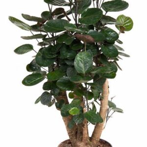 Polyscias Fabian Polyscias Fabian busch P24
(1 Plants/Order)(24cmP 90cmH)