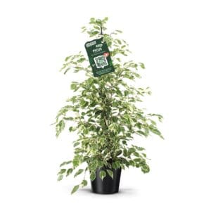 Ficus Twilight benjamina
(1 Plants/Order)(21cmP 105cmH)