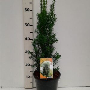 Taxus baccata Overeynderi Taxus bacc. 'Overeynderi'
(1 Plants/Order)(19cmP 55cmH)