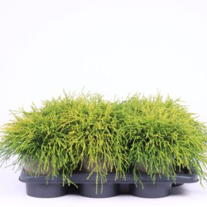 Chamaecyparis Sungold Chamaecyparis pisifera 'Sungold'
(6 Plants/Order)(17cmP 25cmH)