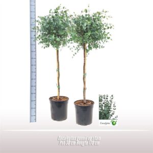 Eucalyptus gunnii
(1 Plants/Order)(30cmP 170cmH)