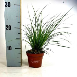 Carex brunnea Carex brunnea (groen) p10,5
(15 Plants/Order)(10.5cmP 25cmH)