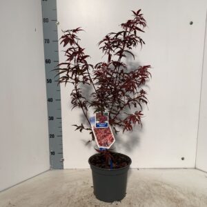 Acer palmatum Shaina Acer pal. 'Shaina'
(1 Plants/Order)(19cmP 50cmH)