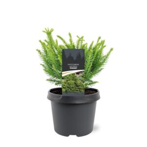 Cryptomeria Cryptomeria japonica 'Dinger'
(1 Plants/Order)(19cmP 25cmH)