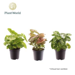 Syngonium mix Syngonium mixed 7 cm
(28 Plants/Order)(7cmP 15cmH)