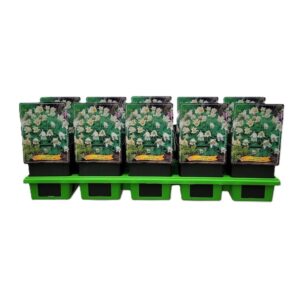 Pulsatilla vulgaris Alba Pulsatilla vulgaris 'Alba' P11
(10 Plants/Order)(11cmP 25cmH)