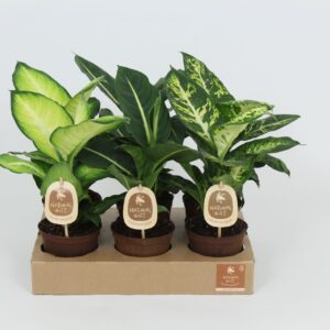 Dieffenbachia Natural Gift Dieffenbachia mixed 12 cm
(6 Plants/Order)(12cmP 40cmH)