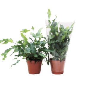 Phlebodium Blue Star Phlebodium Blue Star MET hoes (Blauwvaren)
(10 Plants/Order)(12cmP 30cmH)