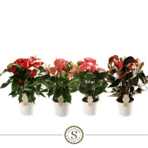 Anthurium mixed 3 c Top mix 14cm
(6 Plants/Order)(14cmP 50cmH)