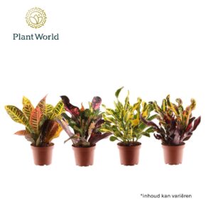 Codiaeum Croton kopstek 3-5 pp mixed
(14 Plants/Order)(12cmP 30cmH)