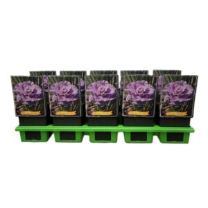 Iris sibirica Iris Sibirica 'Pink Parfait' P11
(10 Plants/Order)(11cmP 25cmH)