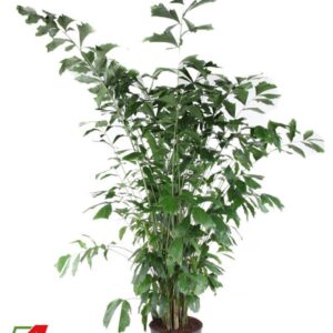 Caryota mitis Caryota Mitis P40-220
(1 Plants/Order)(40cmP 220cmH)