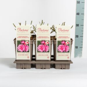 Rosa Rosa Parfuma (F) Rosengräfin Marie Henriette ®, C3
(6 Plants/Order)(17cmP 20cmH)
