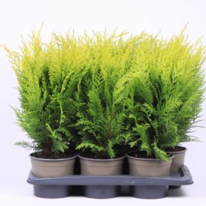 Chamaecyparis Stardust Chamaecyparis lawsoniana 'Stardust'
(1 Plants/Order)(17cmP 50cmH)