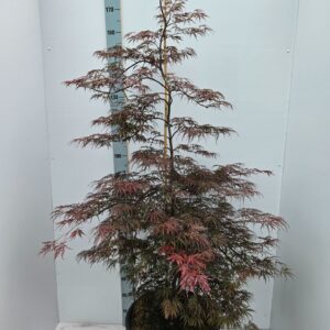 Acer palmatum Inaba-shidare Acer palmatum 'Inaba-Shidare'
(1 Plants/Order)(43cmP 160cmH)
