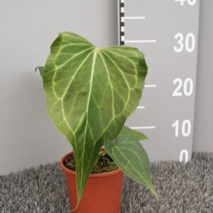 Anthurium Leaf Anthurium Delta Force
(3 Plants/Order)(12cmP 30cmH)