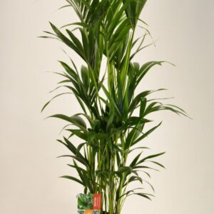 Howea forsteriana KENTIA - P24 H140 - 8PP (Howea forsteriana)
(1 Plants/Order)(24cmP 140cmH)