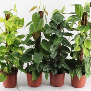 Epipremnum pinnatum EPIPREMNUM mix kratiste klimstok 80CM
(5 Plants/Order)(19cmP 80cmH)