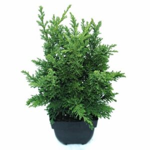 Chamaecyparis obtusa Chamaecyparis obtusa 'Draht' P17
(6 Plants/Order)(17cmP 50cmH)