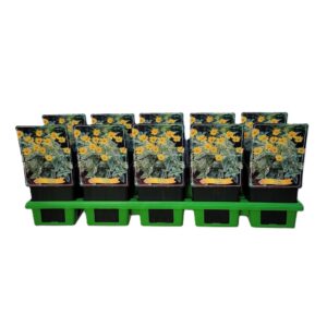 Heliopsis Heliopsis Variegata P11
(10 Plants/Order)(11cmP 40cmH)