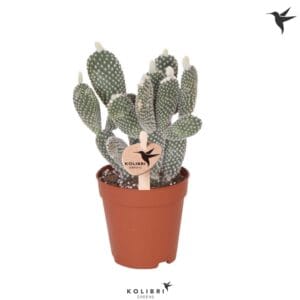 Opuntia microdasys 'Albispina' Kolibri Greens Opuntia white
(12 Plants/Order)(9cmP 23cmH)