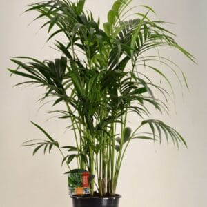 Howea forsteriana KENTIA - P27 H130 - 12PP (Howea forsteriana)
(1 Plants/Order)(27cmP 130cmH)