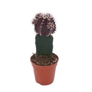 Gymnocalyc mihanovich geënt black 5,5 cm
(20 Plants/Order)(5.5cmP 15cmH)