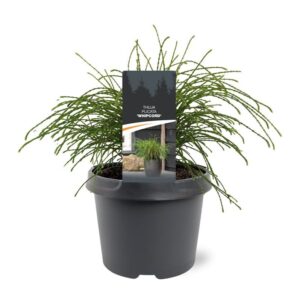 Thuja Whipecord Thuja plicata 'Whipcord' 
(1 Plants/Order)(19cmP 25cmH)
