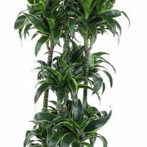 Dracaena Dorado Dracaena Dorado 120-carrousel
(1 Plants/Order)(34cmP 170cmH)