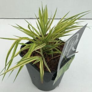 Hakonechloa macra Aureola
(6 Plants/Order)(17cmP 25cmH)