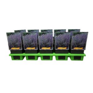 Nepeta Six Hills Giant Nepeta 'Six Hills Giant' P11
(10 Plants/Order)(11cmP 25cmH)