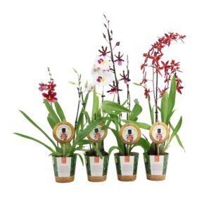 Orchideeen Inca Parfumee mix 2 spike in Jungle cover
(10 Plants/Order)(12cmP 50cmH)