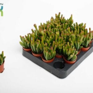 Crassula Horn Tree Crassula Horn Tree
(20 Plants/Order)(5.5cmP 10cmH)