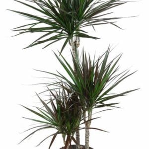 Dracaena Magenta Dracaena Magenta 60-30-15
(1 Plants/Order)(21cmP 110cmH)