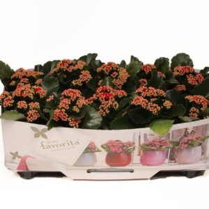 Kalanchoe Perfecta Red Kalanchoe Double Deluxe Red No Sleeve
(10 Plants/Order)(10.5cmP 22cmH)