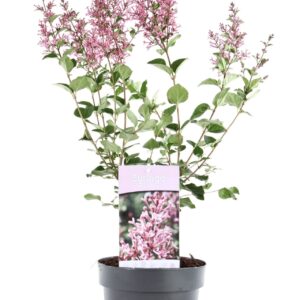 Syringa Pink Perfume'® P19/C3
(1 Plants/Order)(19cmP 30cmH)