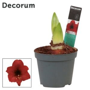 Hippeastrum Amaryllis Top Choice 2 bud
(12 Plants/Order)(9cmP 20cmH)