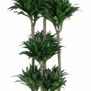 Dracaena Compacta Dracaena compacta 120-carrousel
(1 Plants/Order)(34cmP 170cmH)